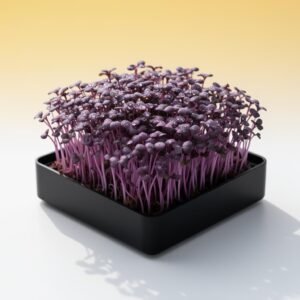 Arugula Deluxe DIY Grow Kit