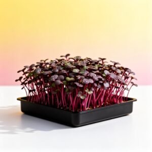 Yellow Mustard Microgreen Seed Kit